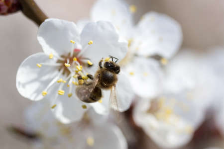 bee in blossoming cherry treeの写真素材