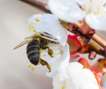 bee in blossoming cherry tree