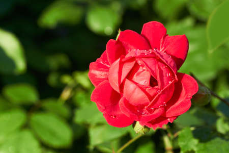 red rose with water dropsの写真素材