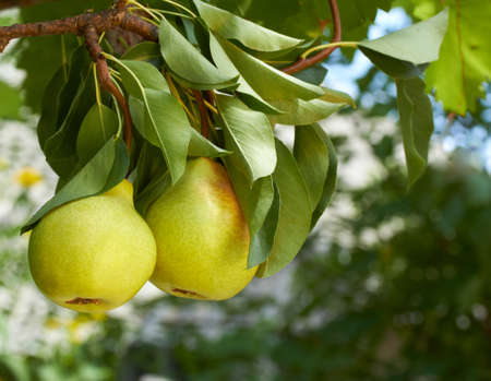 fresh pears on natural backgroundの写真素材