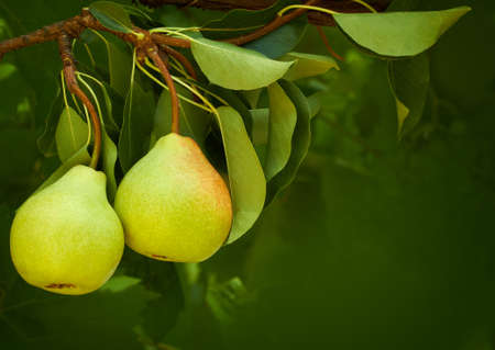 fresh pears on natural backgroundの写真素材