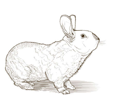 rabbit vector drawing on whiteのイラスト素材