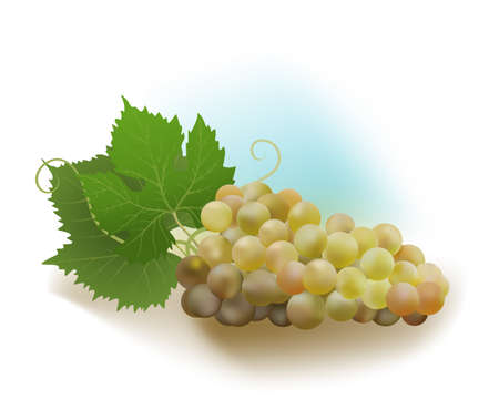 white grapes and leavesのイラスト素材