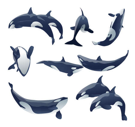 shamu killer whale show vector set illustrationのイラスト素材