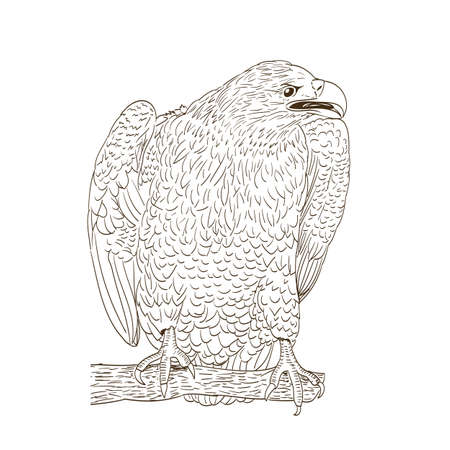 big eagle monochromatic drawing on whiteのイラスト素材