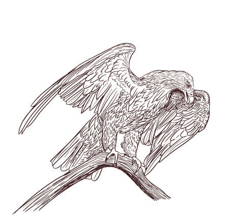 eagle monochrome drawing on whiteのイラスト素材