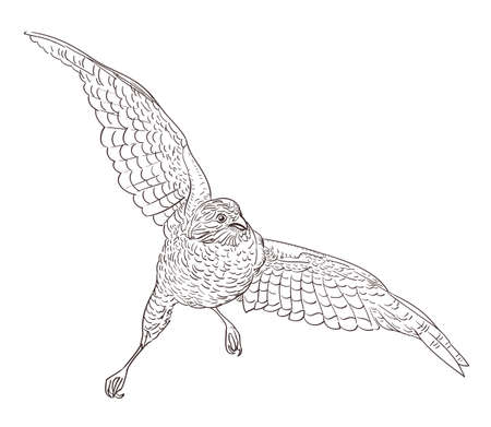 sketch drawing of flying falconのイラスト素材