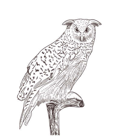 owl monochrome drawing on whiteのイラスト素材