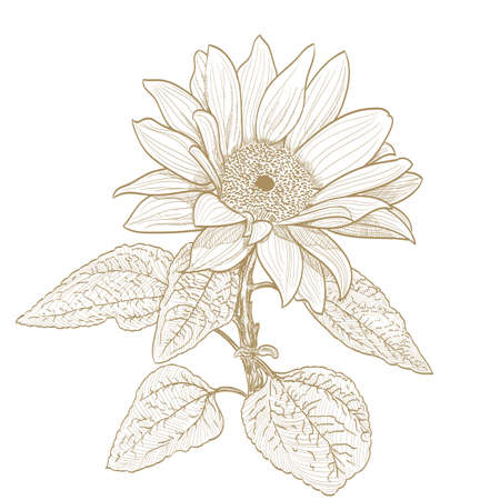 sunflower monochrome drawing on whiteのイラスト素材