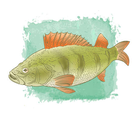 freshwater fish color drawing on watercolor backgroundのイラスト素材