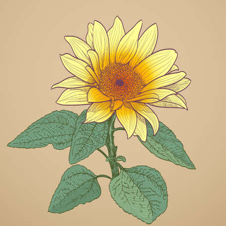 sunflower drawingのイラスト素材