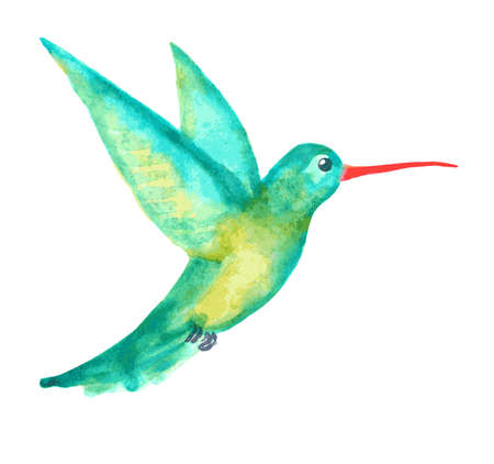 watercolor hummingbird on whiteのイラスト素材