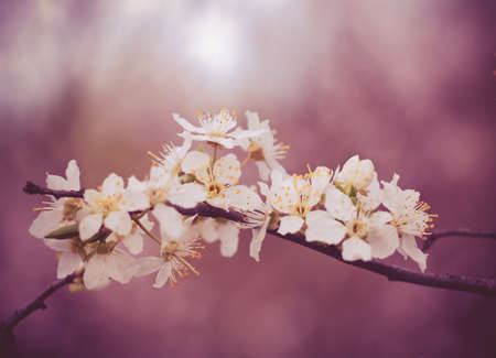 tree flowers in springの写真素材