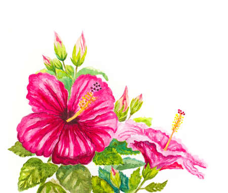 watercolor hibiscus background. hand painted illustrationの写真素材