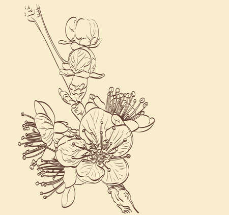 Blossom outline of spring tree flowers.のイラスト素材