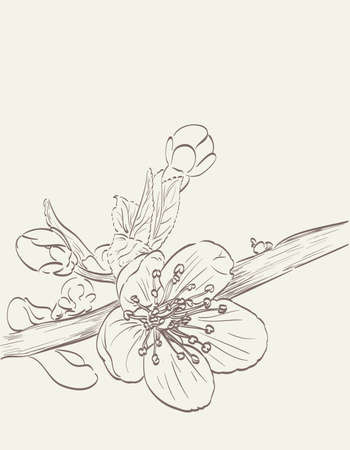 Blossom cherry tree flowers hand drawn illustration.のイラスト素材