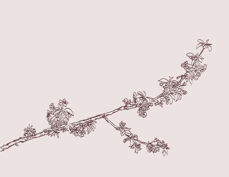 blossoming tree branch hand drawing. spring stylish background with flowers vectorのイラスト素材
