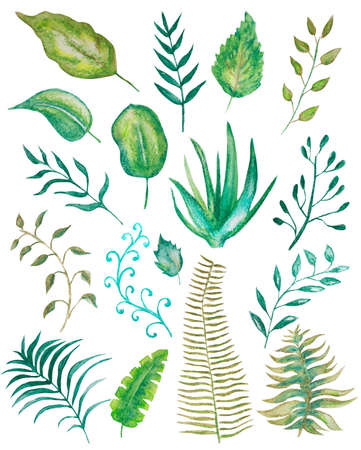 set of watercolor leaves on white. watercolor illustrationの写真素材