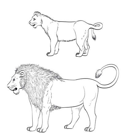 lion drawing. mature male lion and lionet on white. vector illustrationのイラスト素材