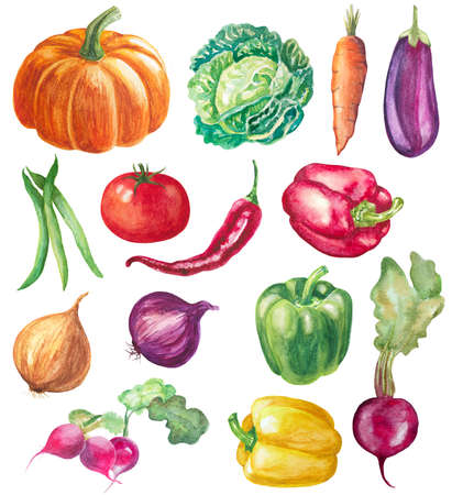 set of vegetables isolated on white. watercolor hand drawn illustration of peppers, pumpkin, onions, radish, beet, tomato, cabbage, eggplant and beansの写真素材