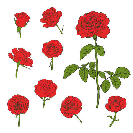 Set of hand drawn roses vector illustrationsのイラスト素材