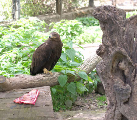 eagle sitting on a branch in zoo with a meatの写真素材