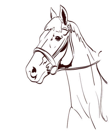 horse head vector illustration in line art style. equestrian theme drawingのイラスト素材