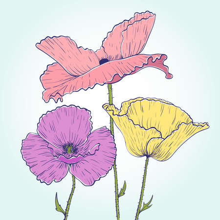 Purple, yellow and pink poppies drawing, hand-drawn illustrationのイラスト素材