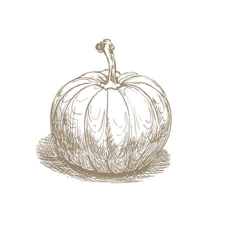 hand drawn pumpkin on white. vectorのイラスト素材