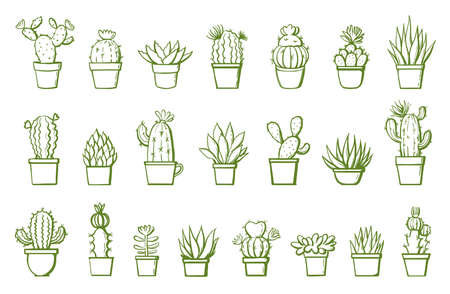 set of hand drawn cactus on white. vector illustrationのイラスト素材