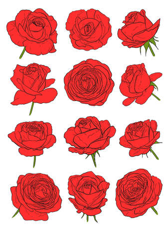 red roses set on white. hand drawn flowers vector illustrationのイラスト素材
