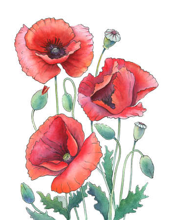 watercolor and ink drawing of red poppies on whiteの写真素材