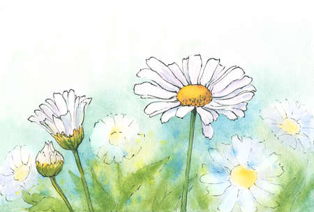 watercolor and ink drawing of daisies. chamomiles summer backgroundの写真素材