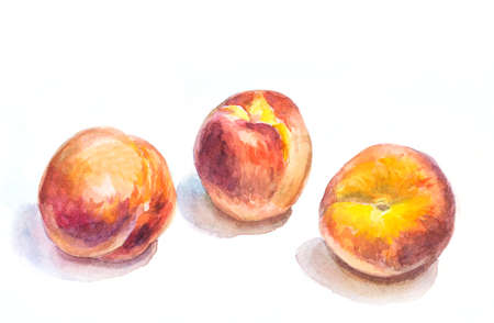 watercolor peaches on white. hand drawn illustrationの写真素材