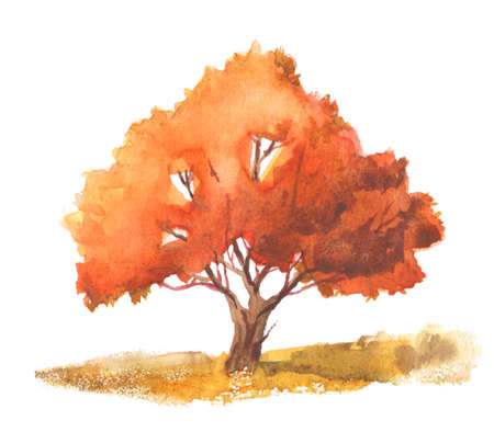 autumn watercolor tree isolated on whiteの写真素材