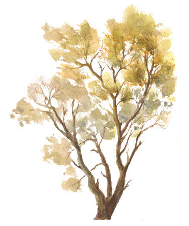 single autumn tree watercolor drawing on white backgroundの写真素材