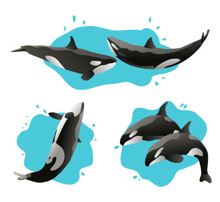 set of jumping killer and water splashes whales vector illustrationのイラスト素材