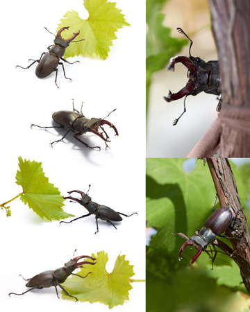 set of stag beetles isolated on white with leaf and photosの写真素材