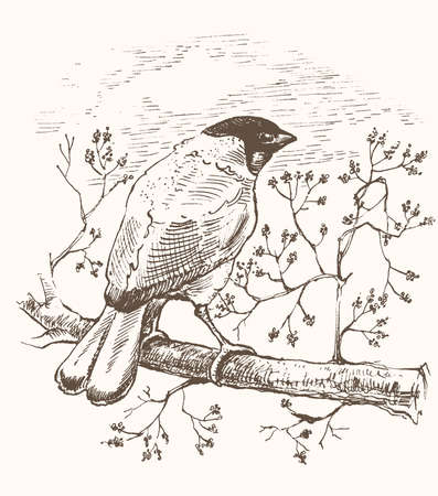 Little bird sitting on twig with berries hand drawn sketch vector illustrationのイラスト素材