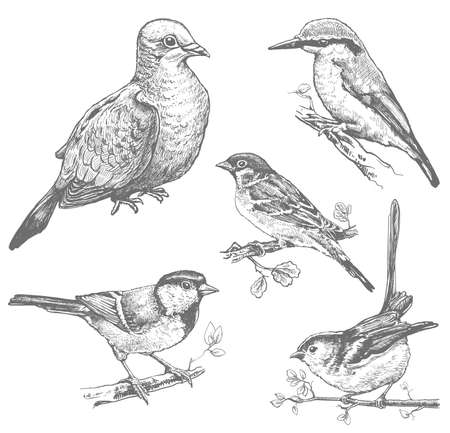 Set of birds hand drawn illustrations, sketches of pigeon, sparrow, kingfisher, tit monochrome vector imageのイラスト素材