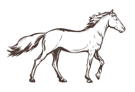 Race horse hand drawn sketch vector illustrationのイラスト素材