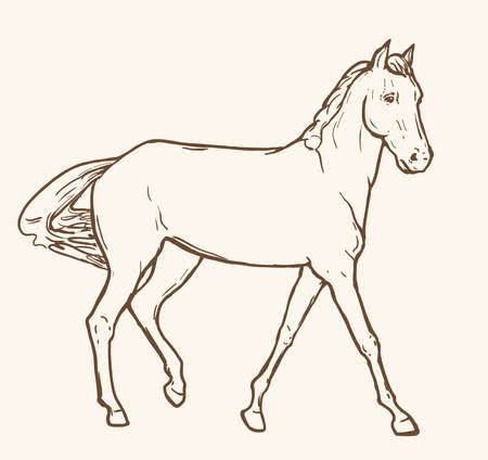 Horse drawing in line art style. Outline of a horse hand drawn vector illustrationのイラスト素材
