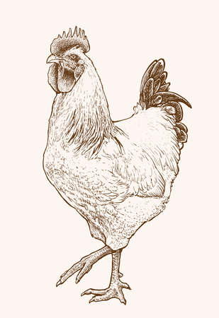 Hand drawn rooster vector illustration. Realistic monochrome ink drawing of roosterのイラスト素材