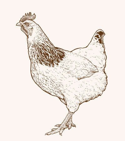 Hand drawn hen vector illustration. Realistic monochrome ink drawing of chickenのイラスト素材