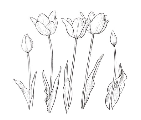 Drawing of tulip flowers monochrome vector illustration. Tulips line graphic design elements.のイラスト素材