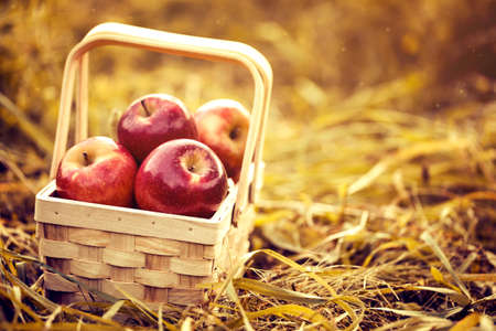 Fresh Tasty Red Apples in Wooden Basket on Red Autumn Backgroundの写真素材