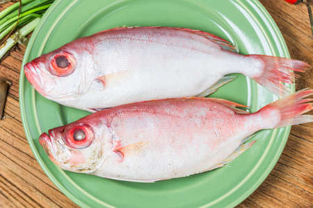 Red bigeye fishの写真素材