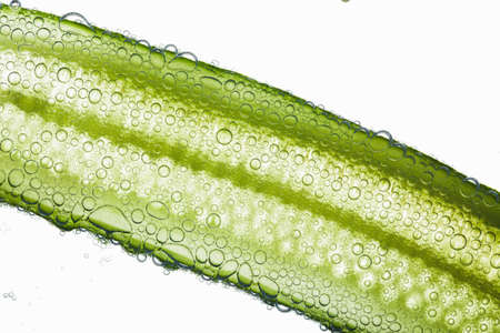 Close-up of air bubbles covering green fiber of cucumber floatin