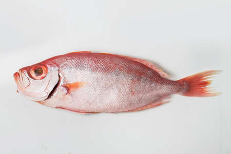 Bigeye fish isolated on white backgroundの写真素材