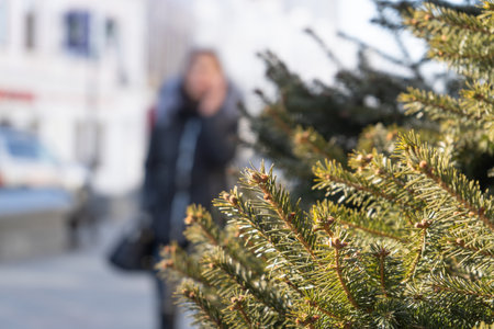Branches of spruce on a blurred background of the city landscape.の写真素材